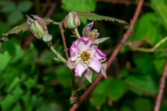 Rubus cymosus