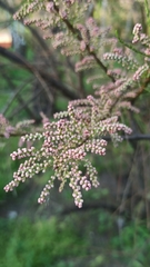 Tamarix gallica