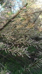 Tamarix gallica