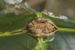 Lasioptera rubi