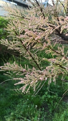 Tamarix gallica