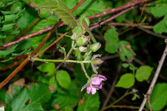 Rubus cymosus