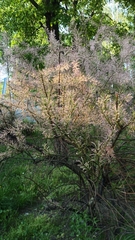 Tamarix gallica