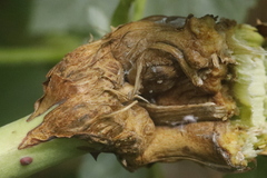 Lasioptera rubi