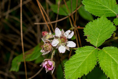 Rubus cymosus