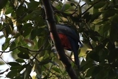 Trogon melanurus