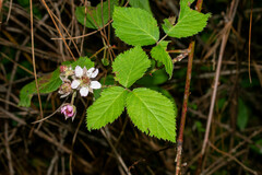 Rubus cymosus