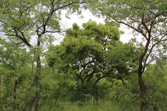 Vangueria madagascariensis