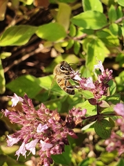 Apis mellifera
