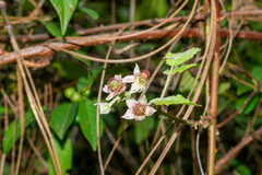 Rubus cymosus