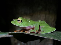Zhangixalus aurantiventris