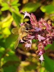 Apis mellifera