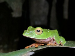Zhangixalus aurantiventris