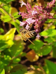 Apis mellifera