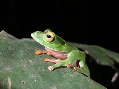 Zhangixalus aurantiventris