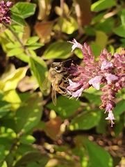 Apis mellifera