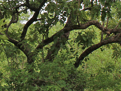 Vangueria madagascariensis