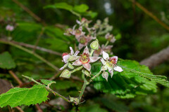Rubus cymosus