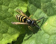 Vespula alascensis