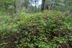 Rubus cymosus