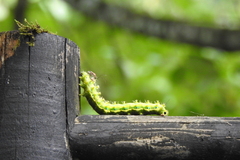 Saturnia pyretorum