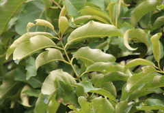 Vangueria madagascariensis