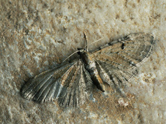 Eupithecia satyrata