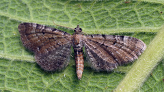 Eupithecia satyrata
