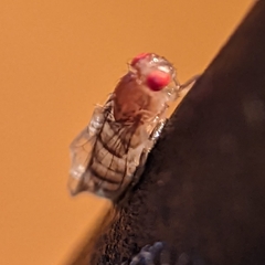 Drosophila