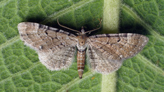 Eupithecia satyrata