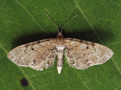 Eupithecia expallidata