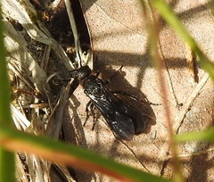 Dasymutilla scaevola