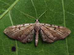 Eupithecia expallidata