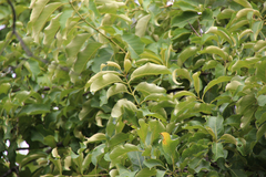 Vangueria madagascariensis