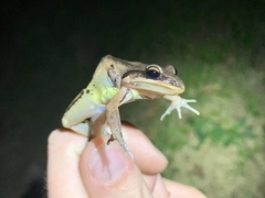 Leptodactylus didymus