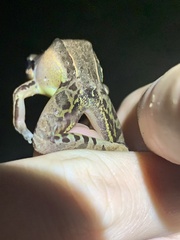 Leptodactylus didymus