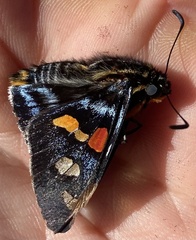 Mimoniades montana