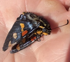 Mimoniades montana