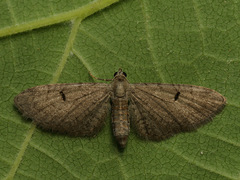 Eupithecia extraversaria