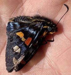 Mimoniades montana