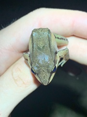 Leptodactylus didymus