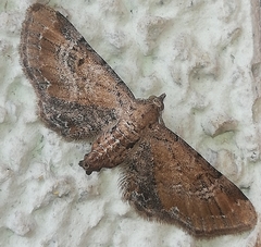 Eupithecia simpliciata