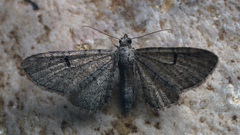 Eupithecia extraversaria