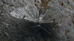 Eupithecia extraversaria