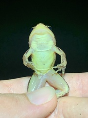 Leptodactylus didymus