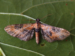 Eupithecia gueneata