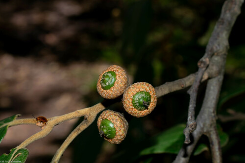 Quercus fulva