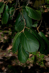 Quercus fulva