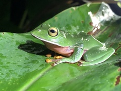 Zhangixalus aurantiventris