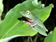 Zhangixalus aurantiventris